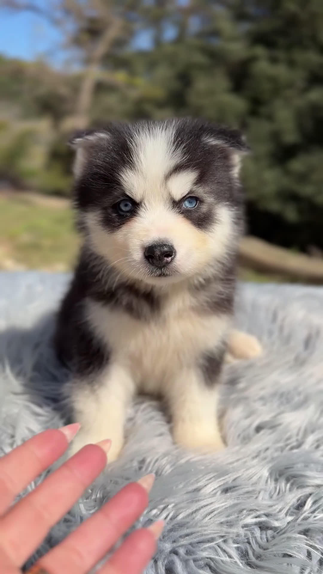 Husky Siberiano perros en venta: Husky macho ojos azules  - Video 1