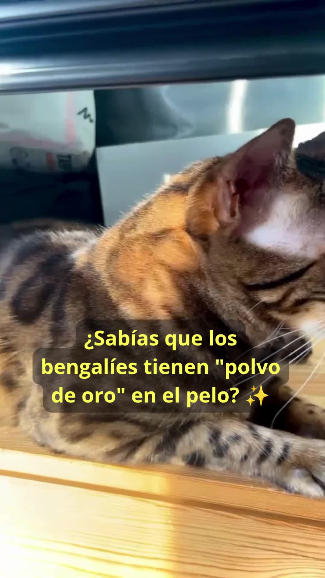 Bengalí gatos en venta: Gata Bengalí – Alta Genética y Crianza Premium - Video 2
