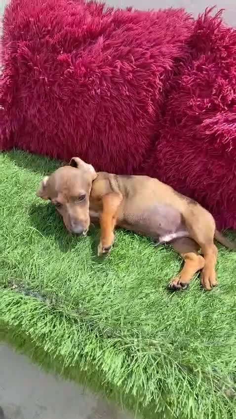 Teckel perros en venta: Teckel Miniatura choco merle - Video 1