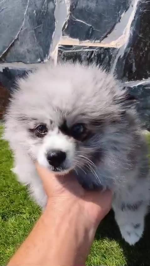 Spitz pequeño - Kleinspitz perros en venta: SPITZ ALEMÁN. POMERANIA - Video 1