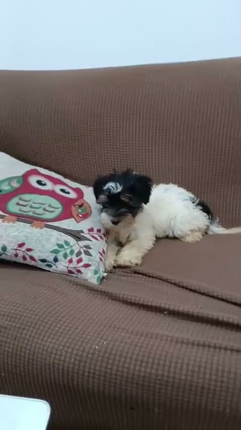 Biewer Yorkshire Terrier a la Pom Pon perros en venta: Yorkshire Biewer toy - Video 2