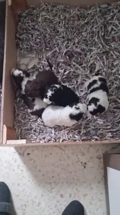 Perro de Agua Español perros en venta: PERRO DE AGUA ESPAÑOL - Video 1