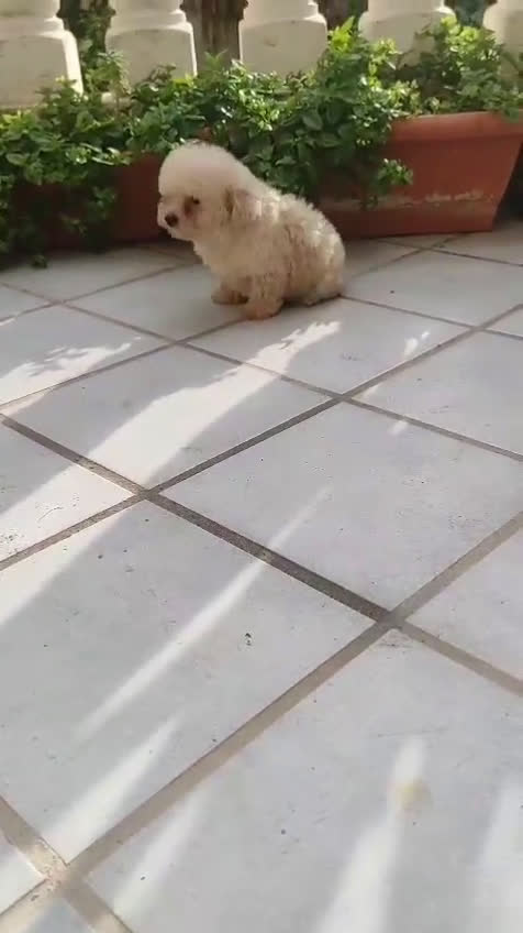 Caniche Toy perros en venta: CANICHE HEMBRA TOY EXCLUSIVA  - Video 2