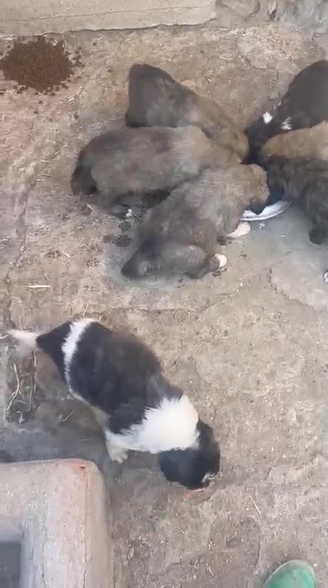 Pastor del Cáucaso perros en venta: Pastores del Cáucaso de Calidad  - Video 1