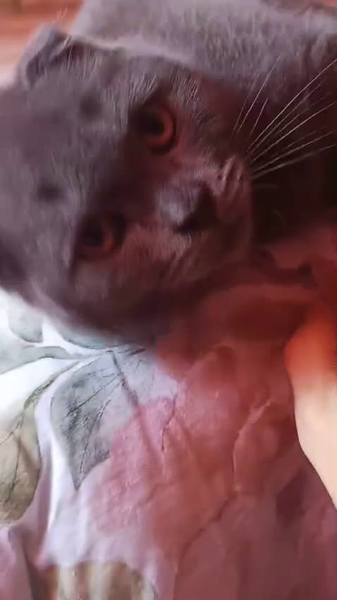 Scottish Fold gatos en venta: Scottish fold Blue Macho  - Video 2