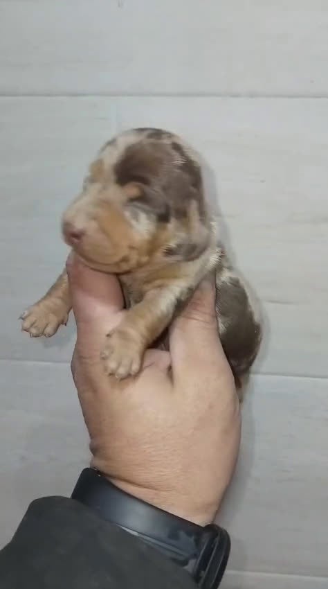 Teckel Miniatura perros en venta: Teckel kaninchen  - Video 3