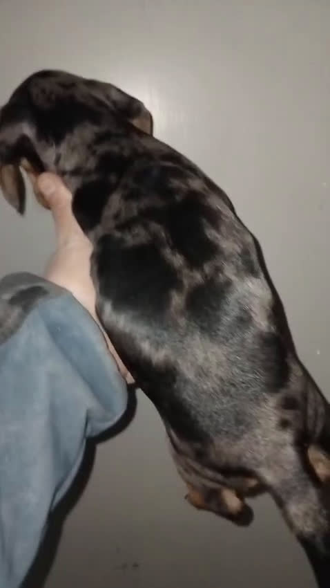 Teckel Miniatura perros en venta: Teckel hembra arlequín plata miniatura  - Video 1