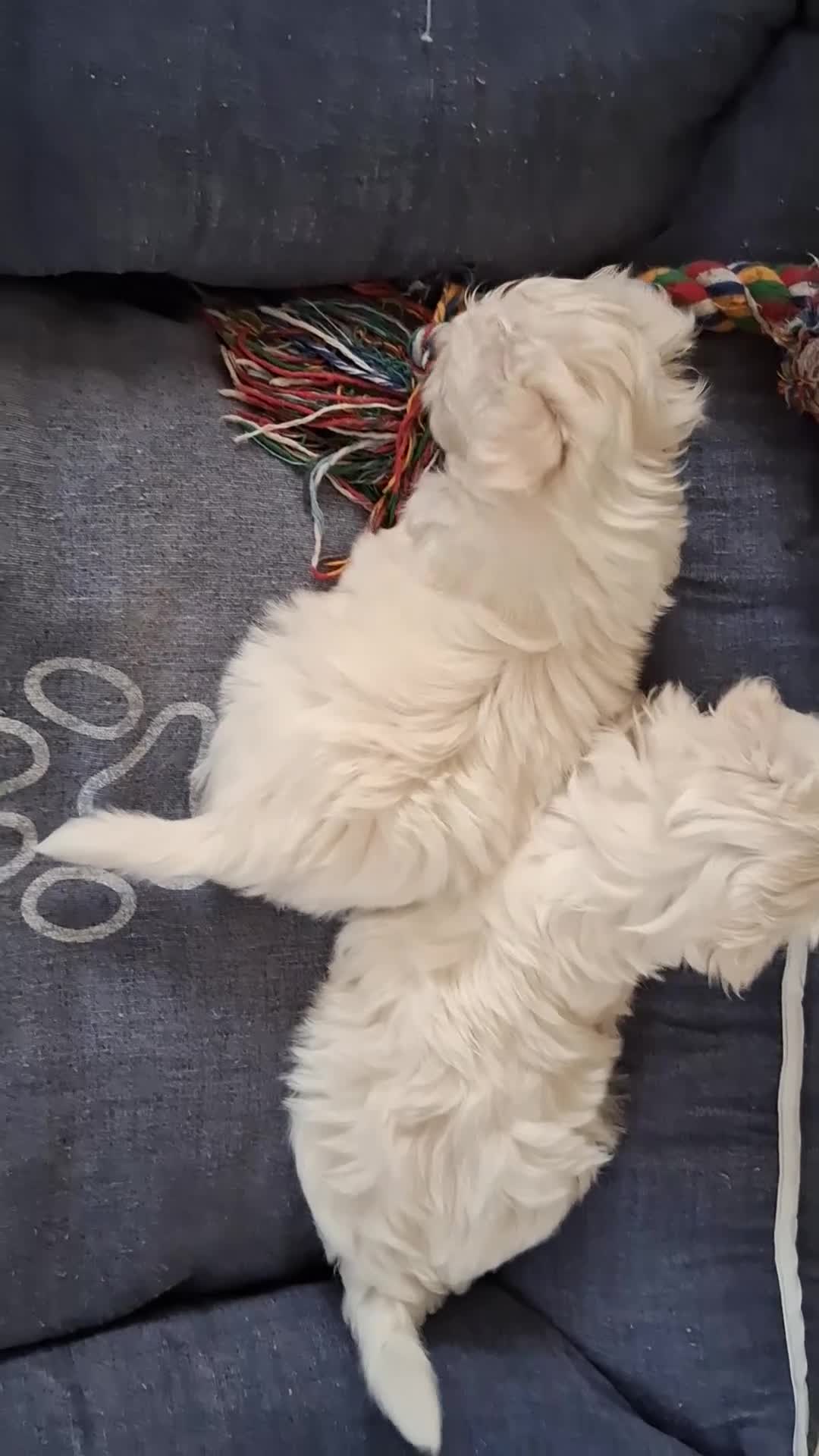 Bichón Maltés perros en venta: Bichón Maltés toy - Video 1