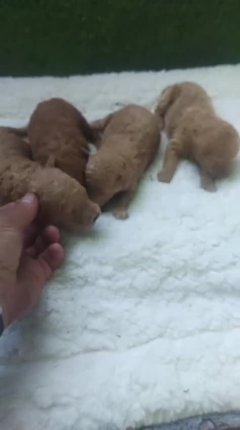 Caniche Toy perros en venta: Camadas de caniches toy machos - Video 2