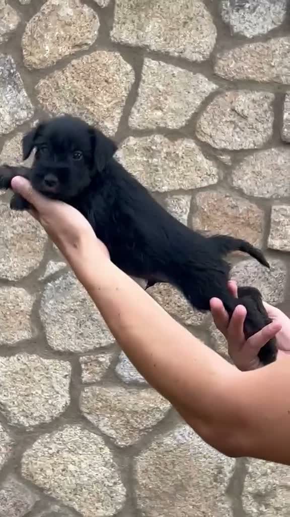 Schnauzer Miniatura perros en venta: Schnauzee mini - Video 2