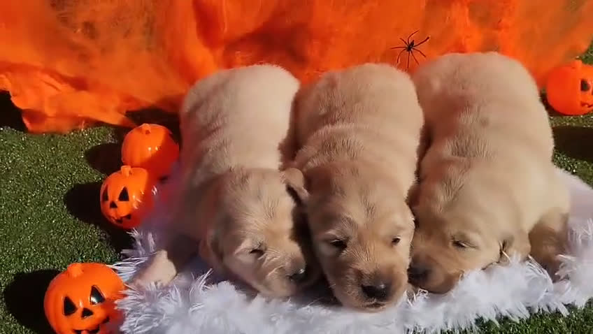 Golden Retriever perros en venta: Gran Camada de Golden Retriever - Video 1