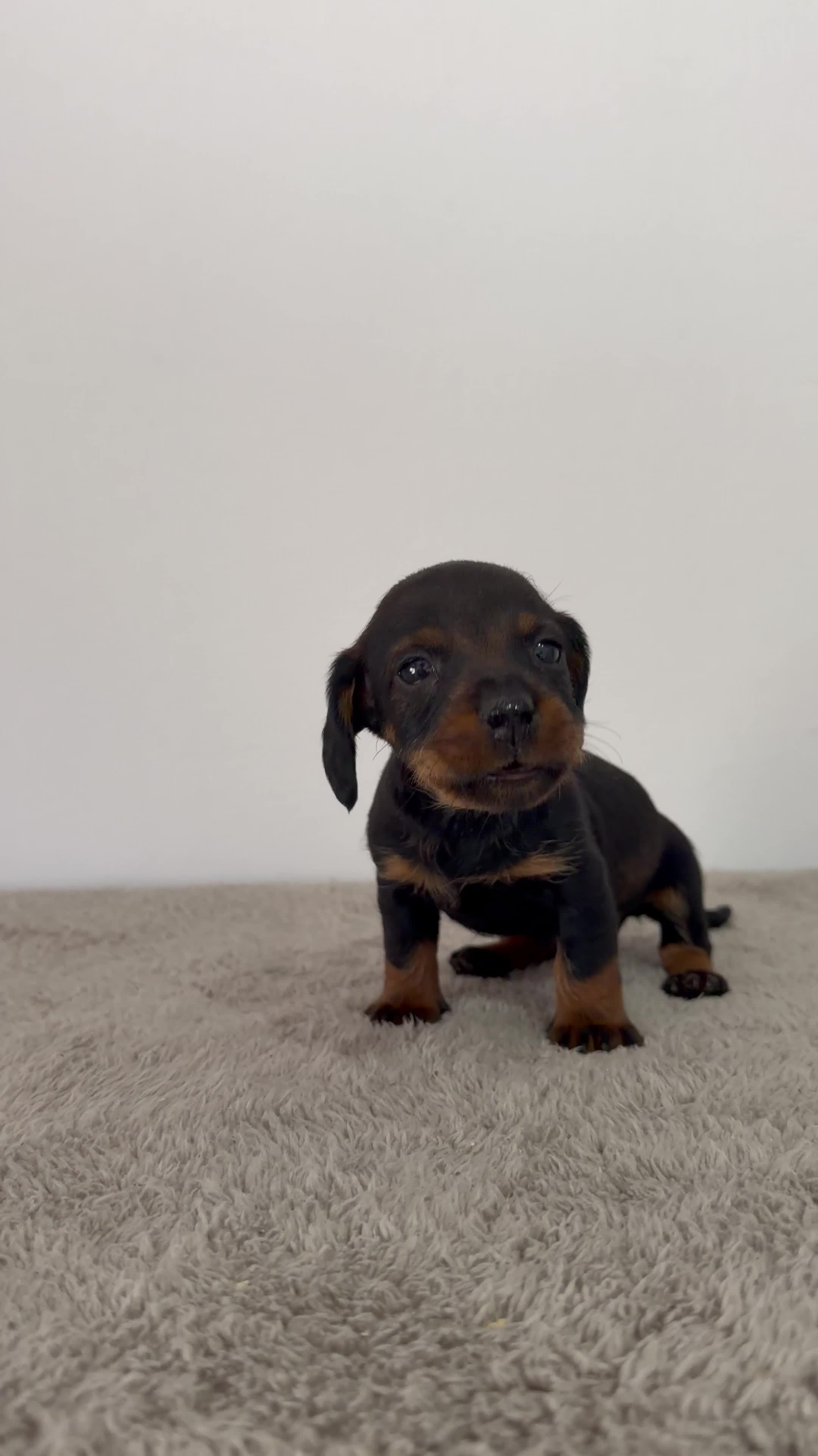 Teckel Miniatura perros en venta: TECKEL MINIATURA HEMBRA  - Video 1