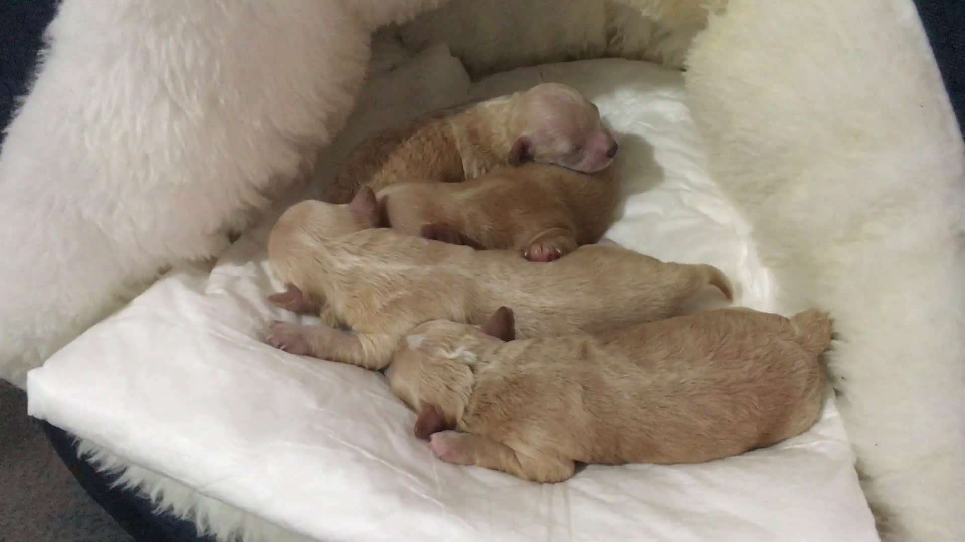Maltipoo perros en venta: IMPRESIONANTES MALTIPOO CALIDAD en Murcia - Video 2