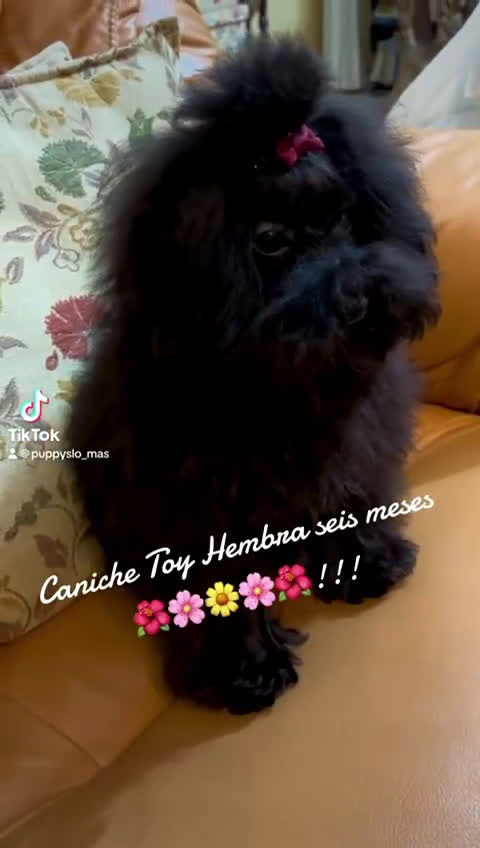 Caniche Toy perros en venta: Caniche Tamaño toy muy preuñita hembra!! - Video 1