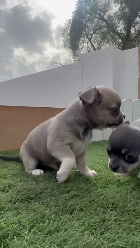 Chihuahua perros en venta: CHIUAHUA MACHO - Video 3
