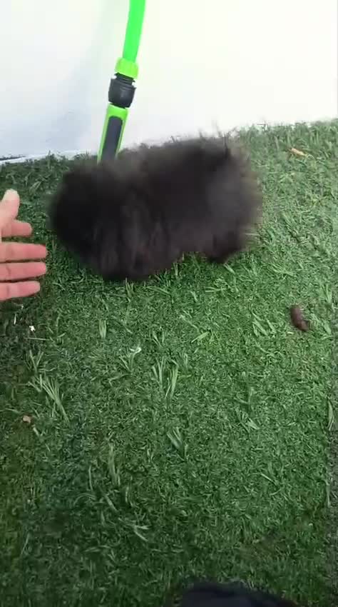 Pomerania perros en venta: Pomerania toy hembra  - Video 1