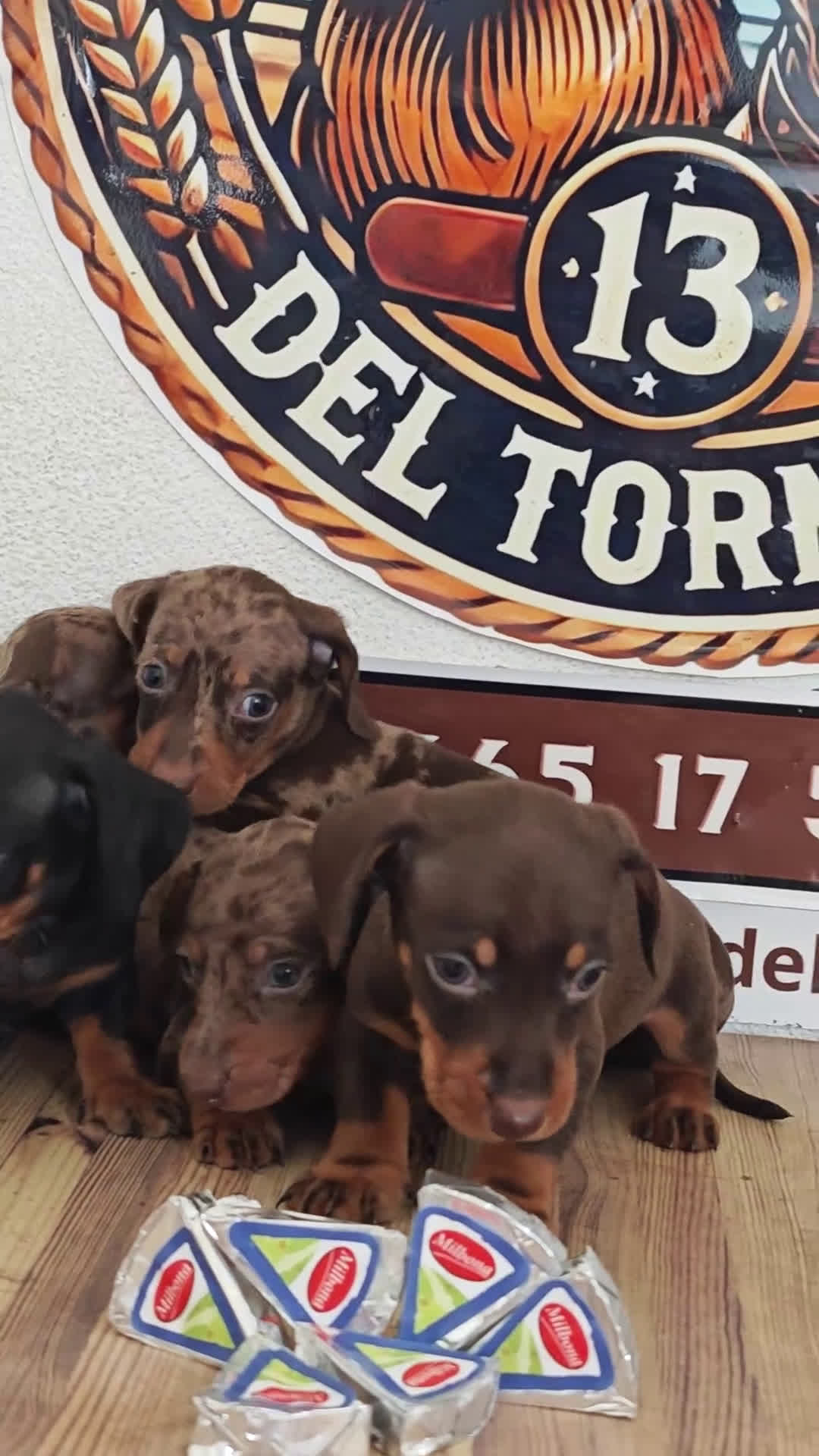 Teckel Miniatura perros en venta: Teckel kanichen  - Video 1