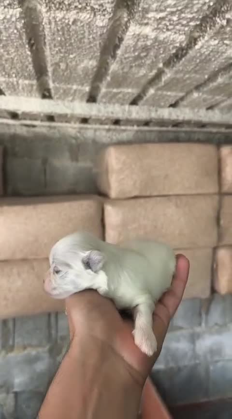 Bichón Maltés perros en venta: Bichon maltés  - Video 1