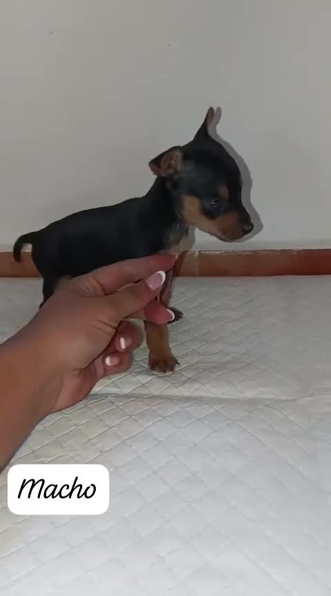 Pinscher Miniatura perros en venta: Camada de Mini Pinscher - Video 1
