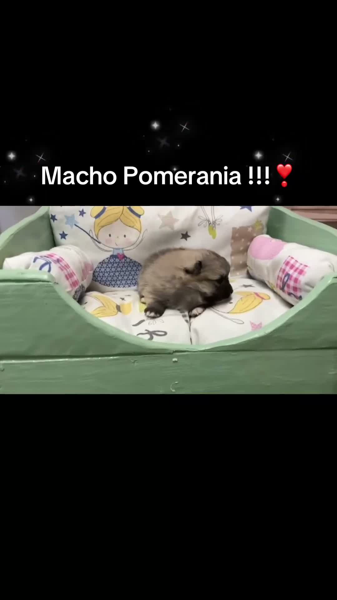 Pomerania perros en venta: Pomeranias toy muy bonitos !!! - Video 2