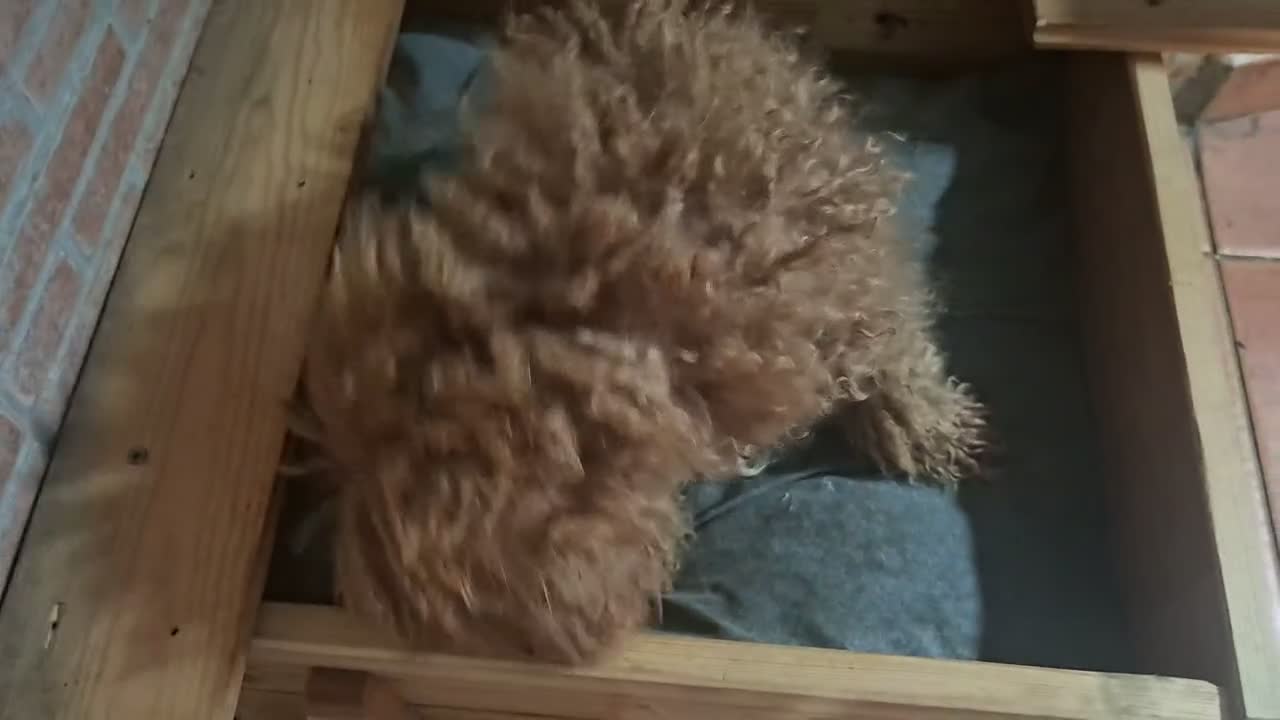 Maltipoo perros en venta: Macho Maltipoo  - Video 3
