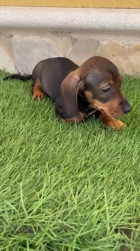 Teckel Miniatura perros en venta: Teckel Miniatura Hoja - Video 1