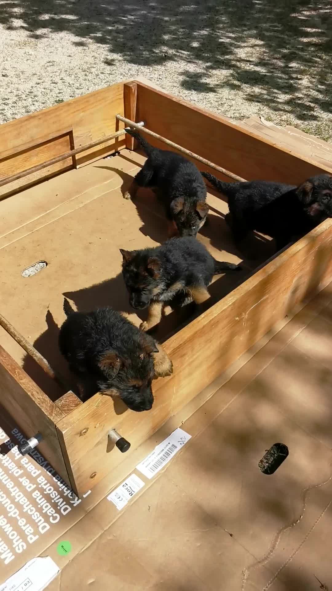 Pastor Alemán perros en venta: Cachorro pastor alemán Pedigree  - Video 2