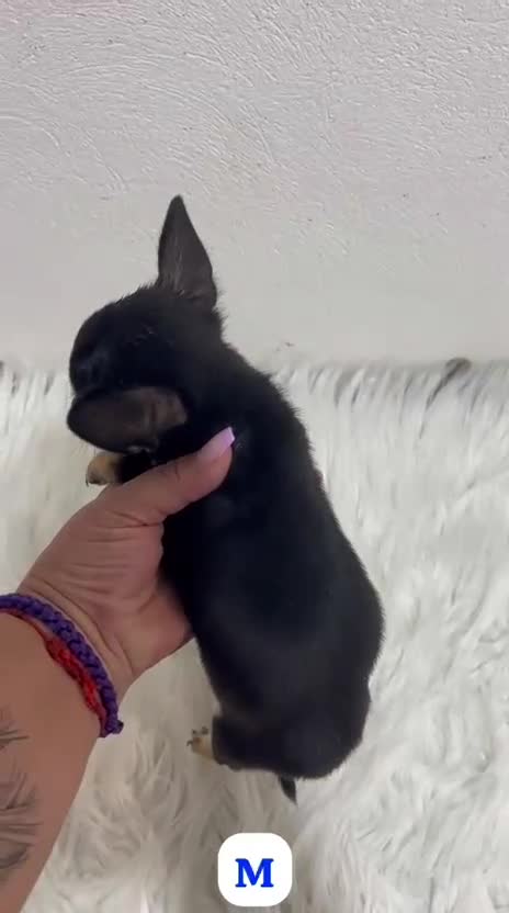 Chihuahua perros en venta: CACHORROS CHIHUAHUA MINI TOY  - Video 1