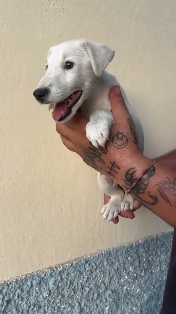Fox Terrier de Pelo Liso perros en venta: Fox terrier de pele fino macho - Video 1