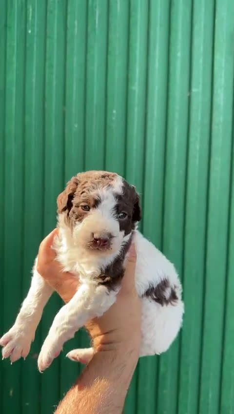 Perro de Agua Español perros en venta: Perro de agua español - Video 1