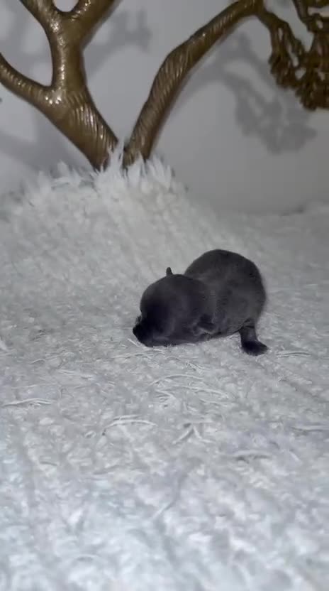 Chihuahua perros en venta: Chihuahua Toy blue cabeza manzana  - Video 1