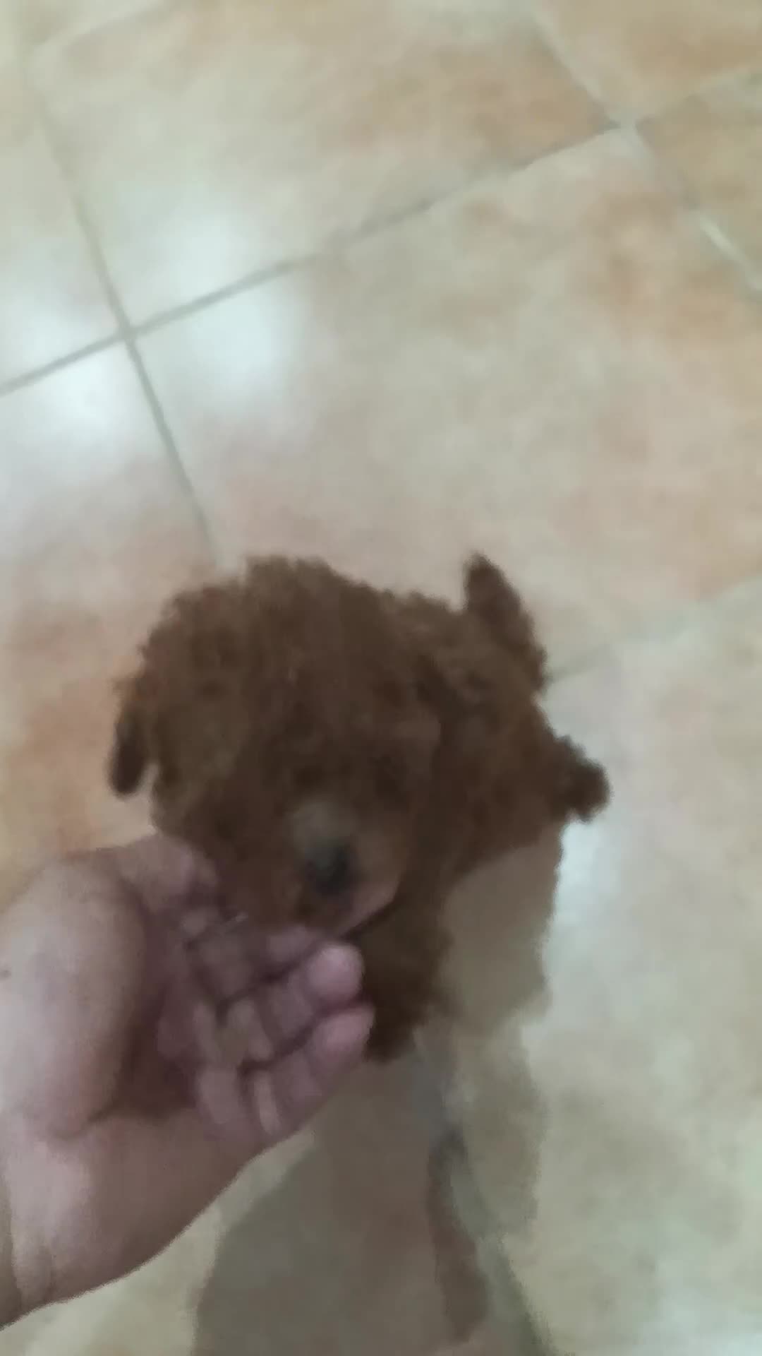 Caniche Toy perros en venta: CANICHE TOY - Video 1