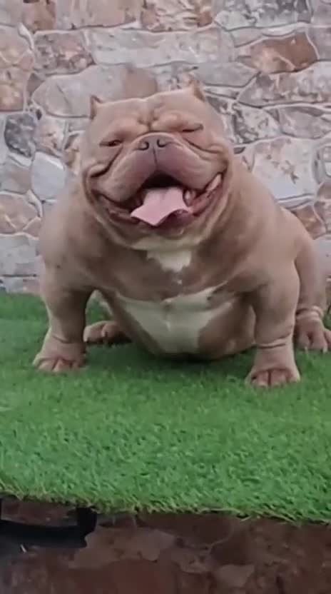 American Bully perros en venta: Disponible Macho de Américan Bully - Video 1