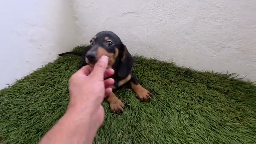 Teckel Miniatura perros en venta: Teckel Miniatura - Video 1