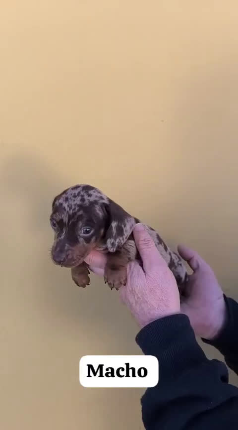 Teckel Miniatura perros en venta: Teckel miniatura  - Video 1