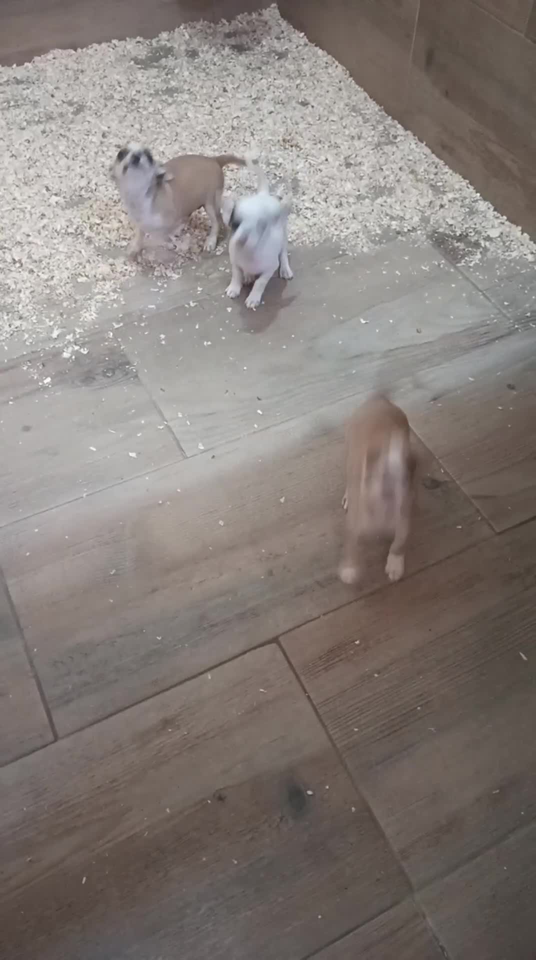 Chihuahua perros en venta: Chihuahua toy  - Video 1