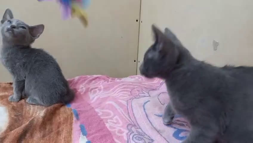 Azul Ruso gatos en venta: Azul ruso hembra  - Video 3