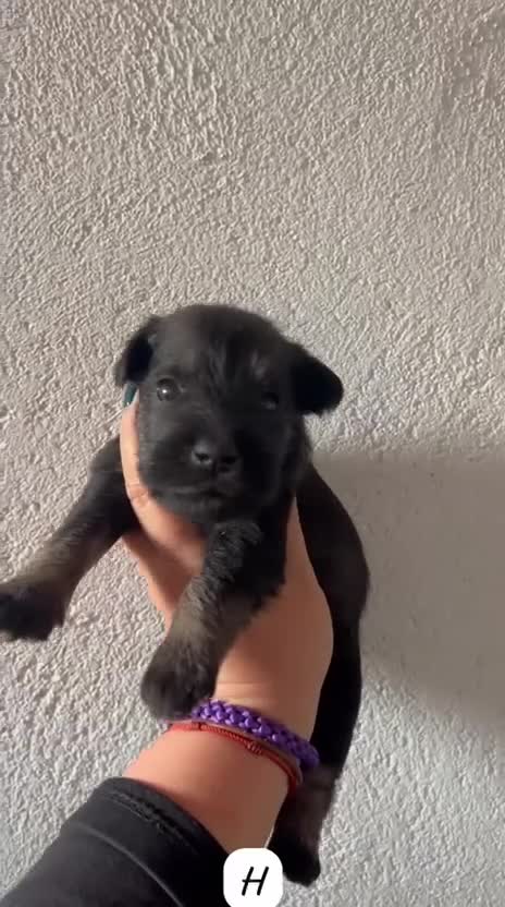 Schnauzer Miniatura perros en venta: SCHNAUZER MINIATURA NEGRO - Video 2
