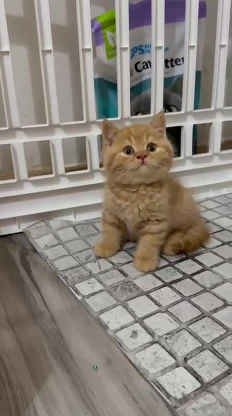 Británico de Pelo Corto gatos en venta: Gatitos British Shorthair con Pedigrí - Video 2