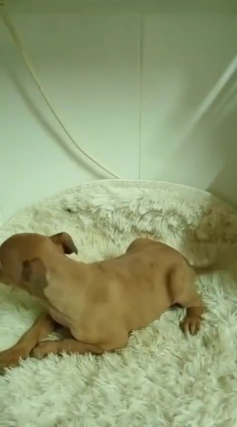 Pequeño Lebrel Italiano perros en venta: Lebrel  - Video 2