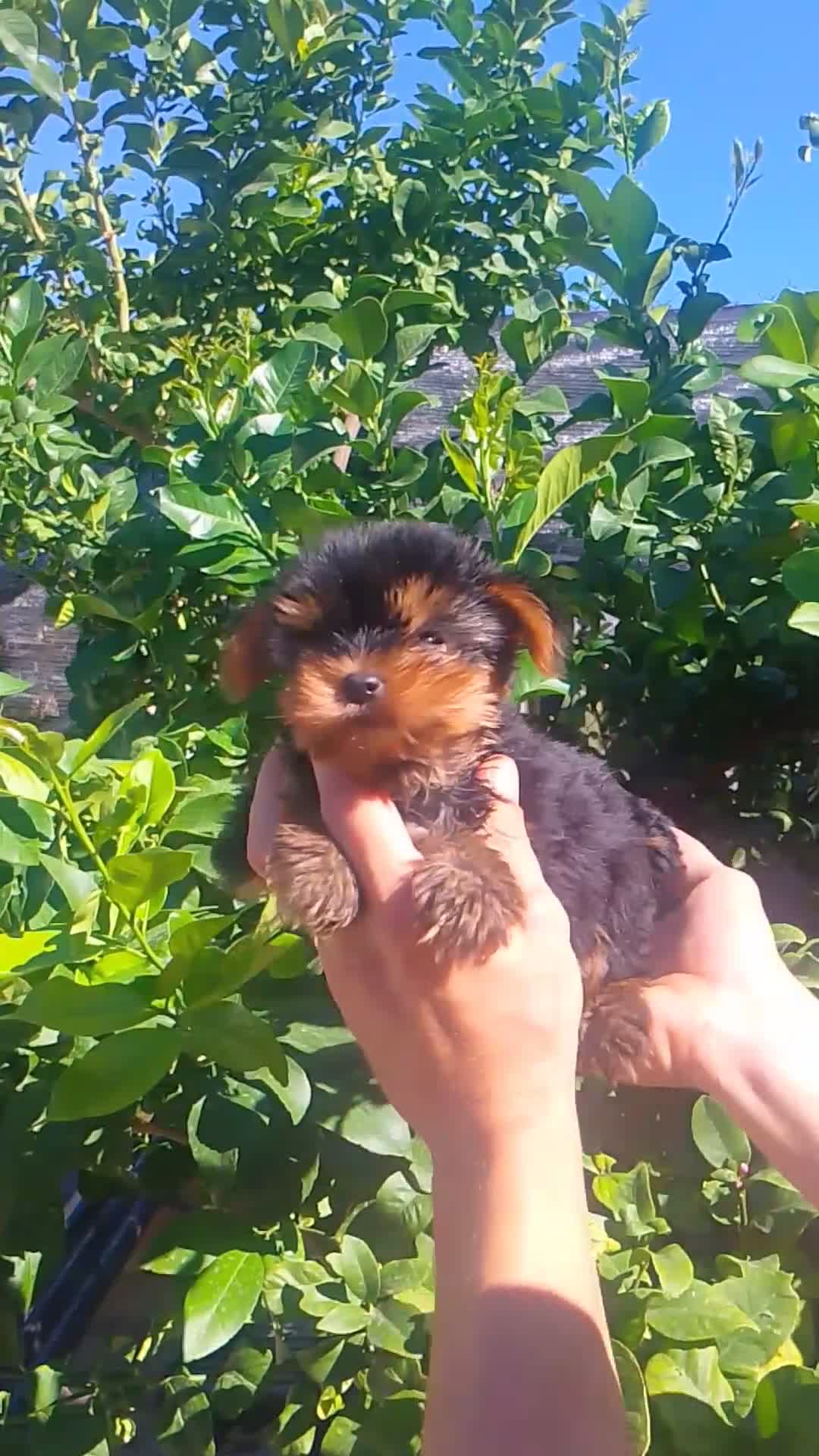 Yorkshire Terrier perros en venta:  YORKSHIRE TERRIER MINI  - Video 1