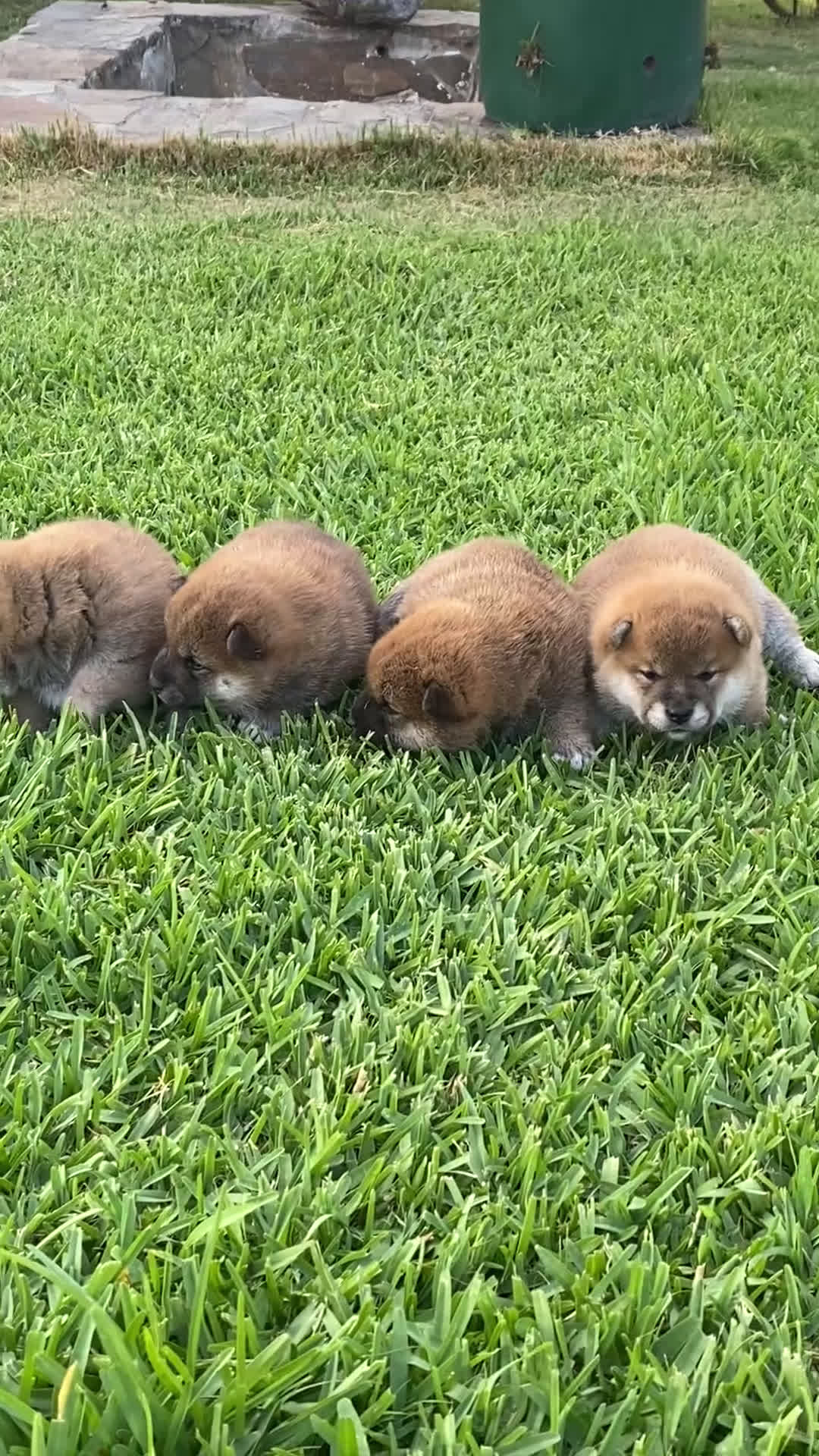 Shiba Inu perros en venta: SHIBA INU PONTEVEDRA - Video 2