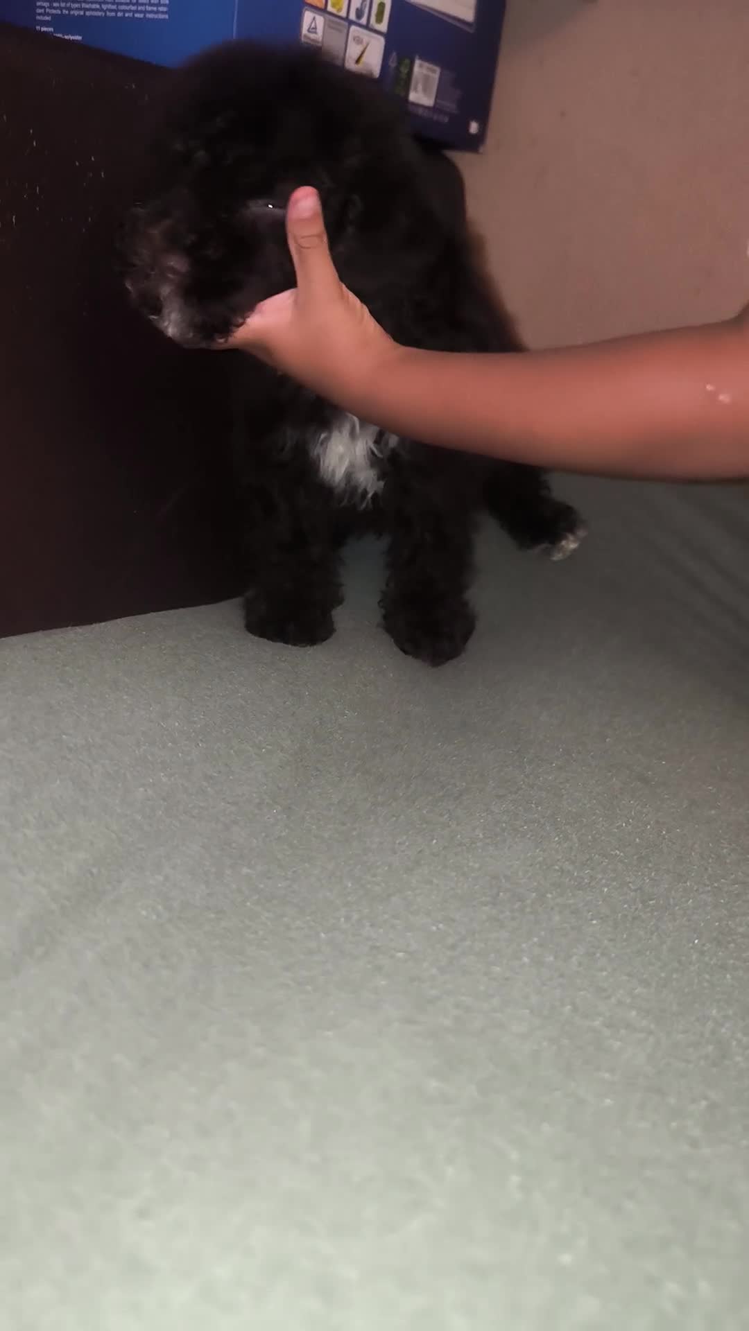 Perro de Agua Español perros en venta: Última hembra de perro de agua !! - Video 2