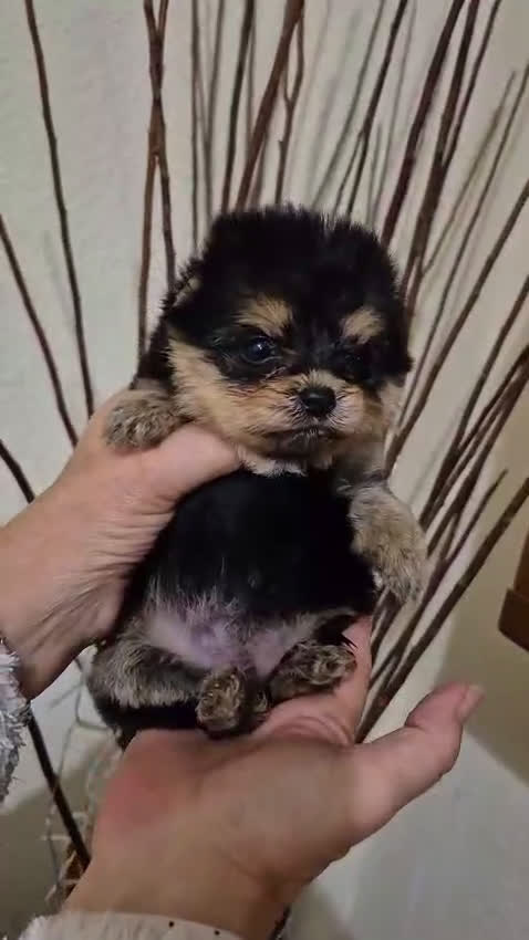 Pomerania perros en venta: Pomerania  - Video 1