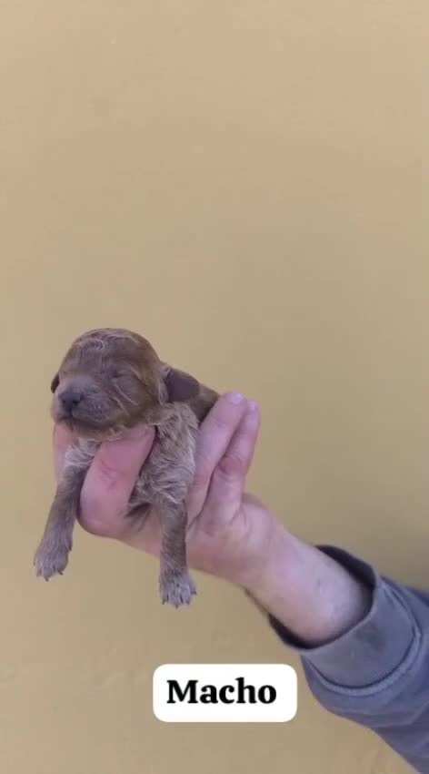 Caniche Toy perros en venta: Machos y hembras de caniche toy  - Video 3