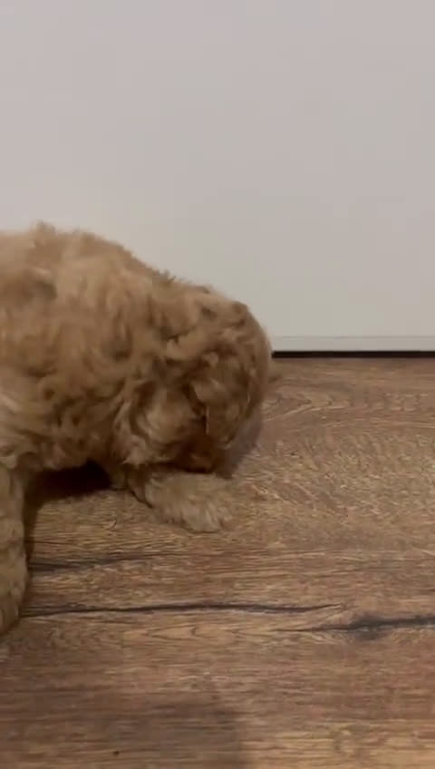 Maltipoo perros en venta: camada de maltipoo - Video 3
