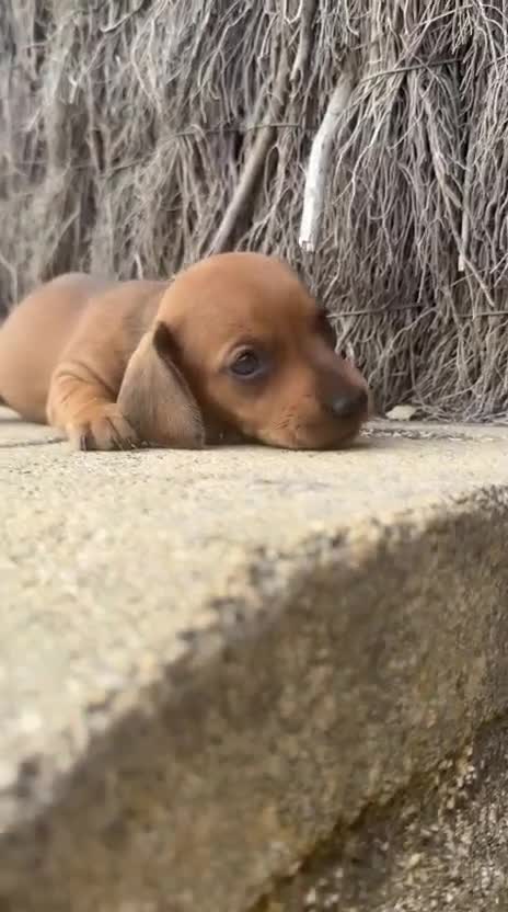 Teckel perros en venta: TECKEL ARLEQUIN - Video 2