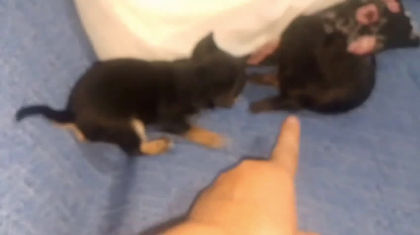 Chihuahua perros en venta: Camada para reservar  - Video 2