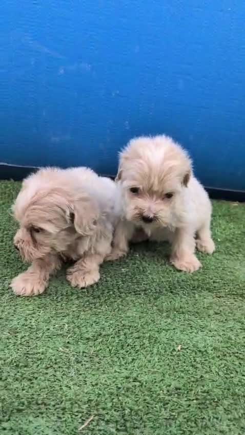 Maltipoo perros en venta: Maltipoo - Video 1