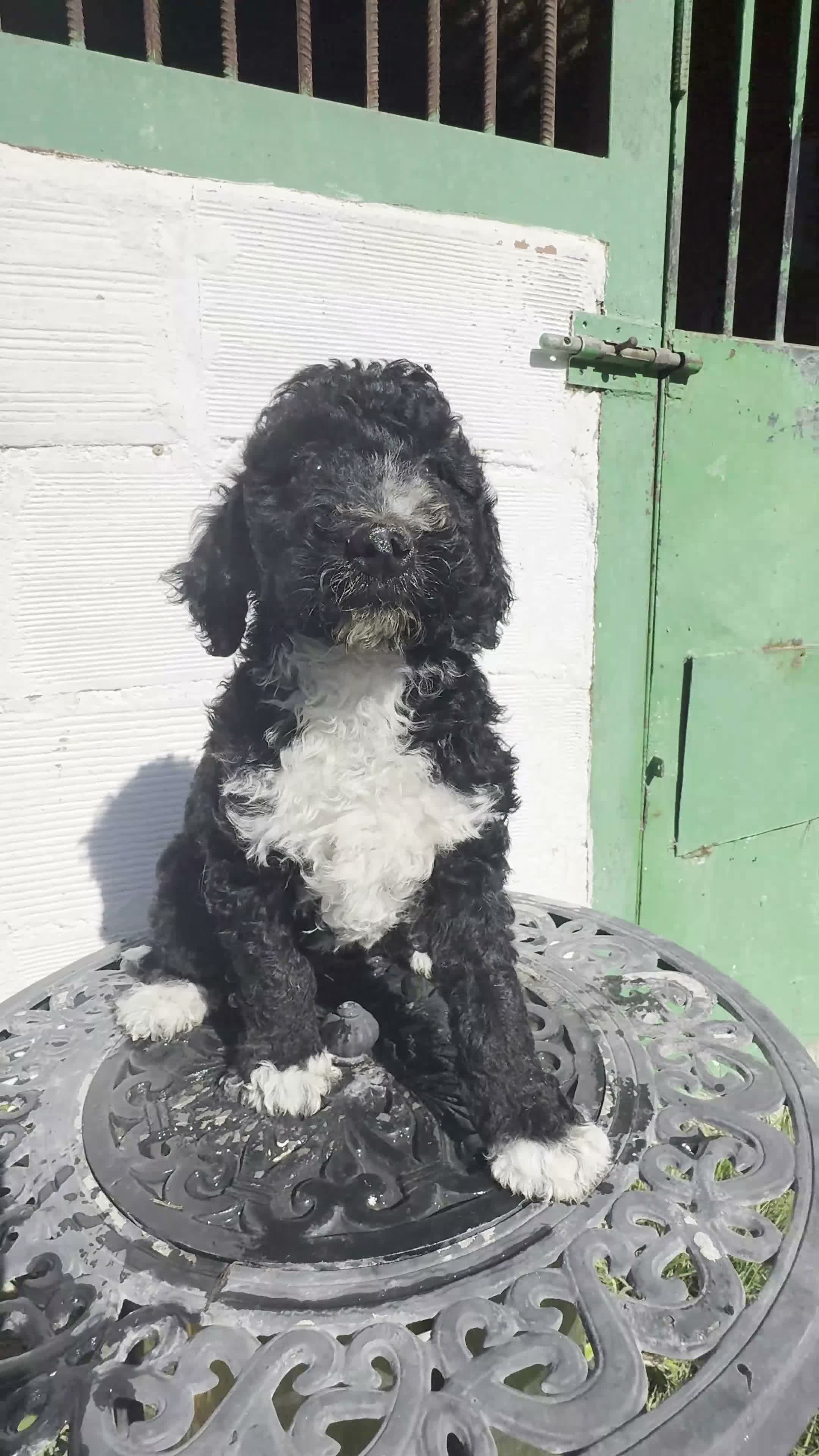 Perro de Agua Español perros en venta: Perro de Agua - Video 1